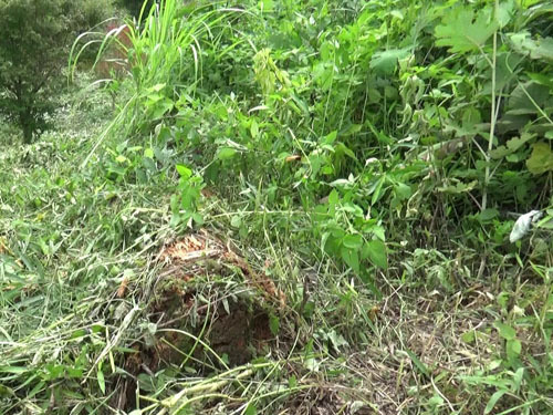 三春町でスズメバチ駆除の現場