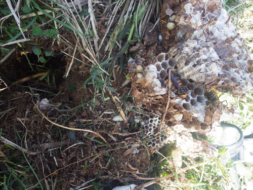 オオスズメバチの掘り出した巣とその巣跡（三春町）