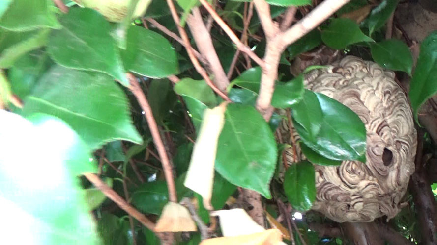 郡山市で庭木の枝葉に隠れたキイロスズメバチの巣