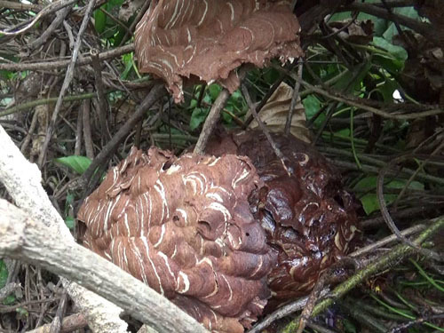 郡山市でスズメバチ駆除