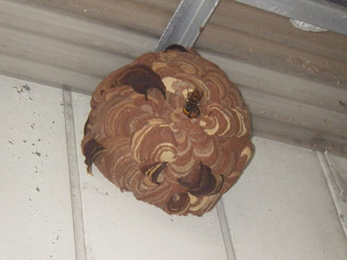 コガタスズメバチの巣は壁に付き半球状（喜多方市）