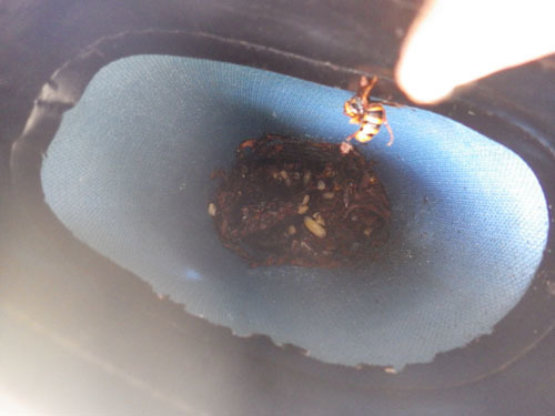 長靴の中にあったキイロスズメバチの巣（白河市）