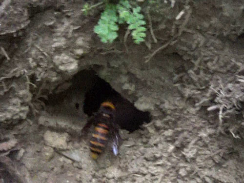 オオスズメバチの土中の巣への出入り口の穴（三春町）