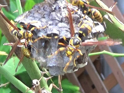 スズメバチの巣を刺激２回目（郡山市）