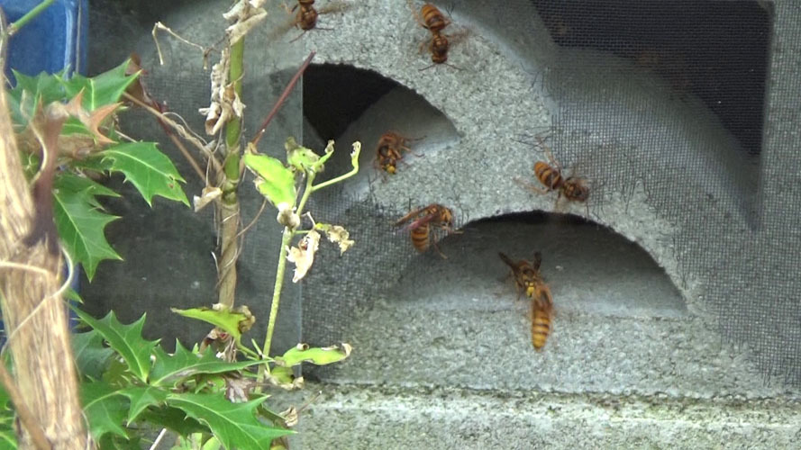 田村市船引町でスズメバチ駆除の現場