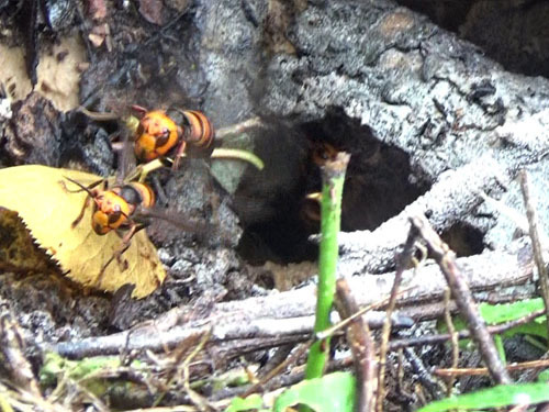 オオスズメバチに刺された現場（郡山市）