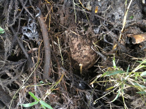 泉崎村でキイロスズメバチに刺される