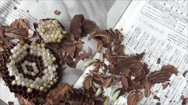 小野町で駆除したスズメバチの巣