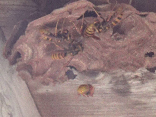 田村市でキイロスズメバチの巣の撤去跡