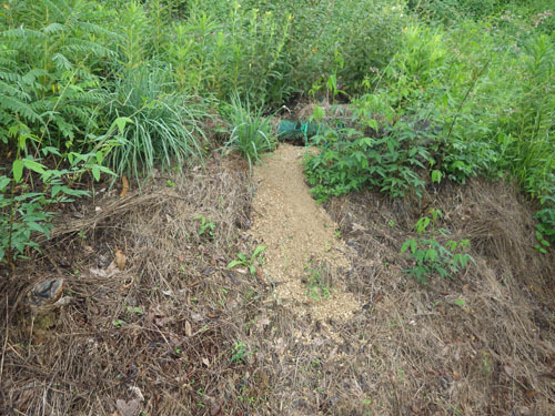 郡山市でスズメバチ駆除の現場