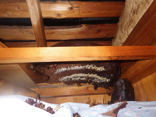 天井裏に鎮座する巨大なキイロスズメバチの巣