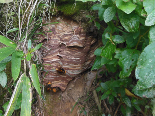 オオスズメバチの巣の特徴