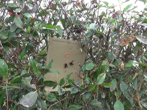 福島県中島村でコガタスズメバチの巣跡に戻り蜂対策