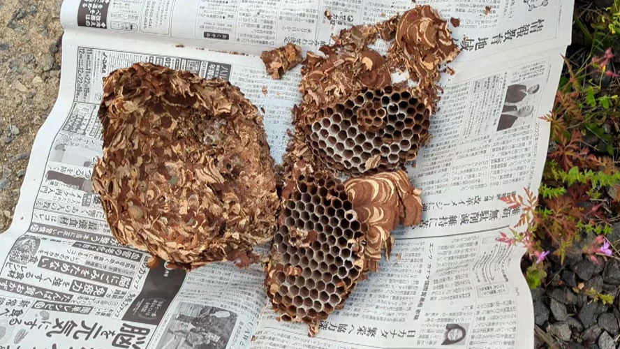 郡山市片平町で撤去したスズメバチの巣