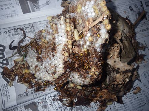 矢吹町でキイロスズメバチに刺された現場で駆除した巣