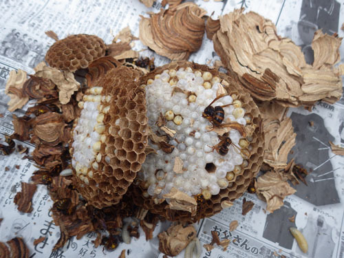 桑折町で駆除したスズメバチの巣