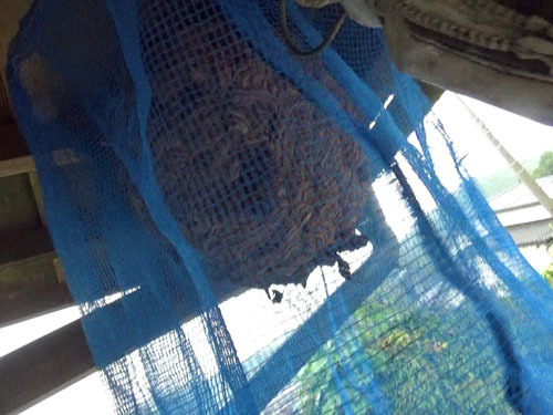 スズメバチの巣をネットで撤去する（小野町)