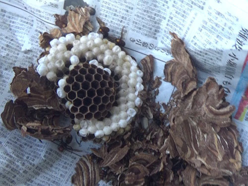 鏡石町で撤去したコガタスズメバチバチの巣