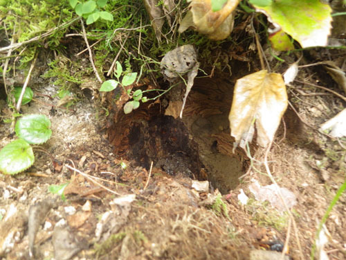会津坂下町でオオスズメバチの巣を撤去した巣跡