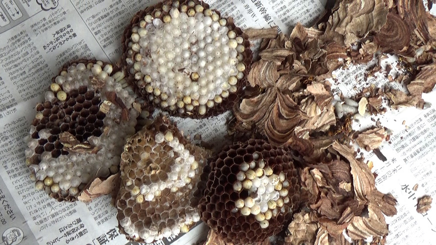 天井裏に作った７月中旬のスズメバチの巣（須賀川市）