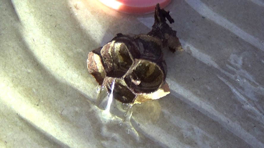 スズメバチの引っ越し巣を粘着板で駆除（須賀川市）