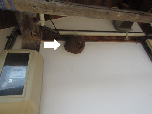 外壁の電線に作られたコガタスズメバチの巣