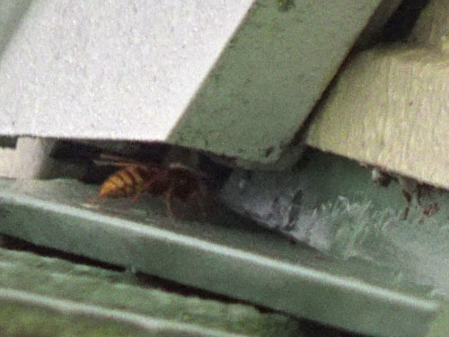 本宮市でスズメバチ駆除の現場