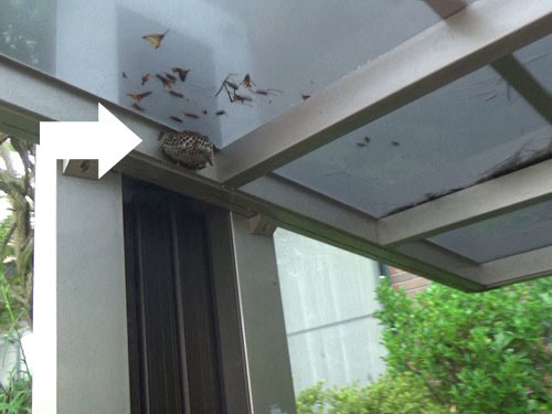 白河市でアシナガバチがカーポートの天井に作った巣