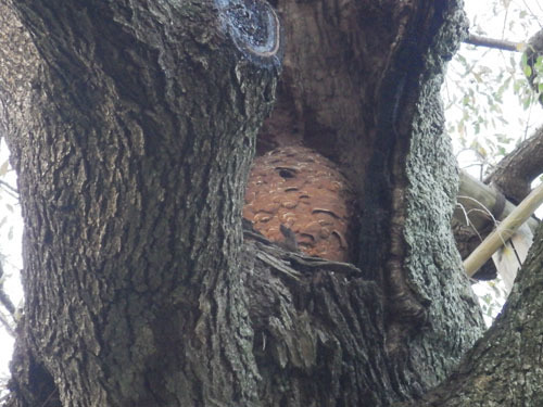 樹洞の中に作ったキイロスズメバチの巣（三春町）