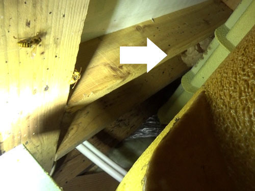 床下から見る風呂場の壁のスズメバチの巣（本宮市）