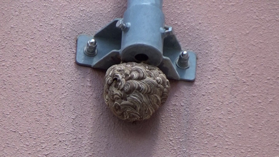 壁に設置したアンテナに引っ越し巣（本宮市本宮）