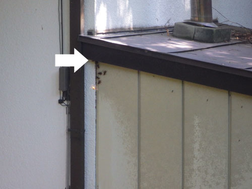 スズメバチがボイラー室の壁の隙間から出入り(白河市）
