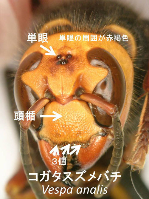 コガタスズメバチの顔