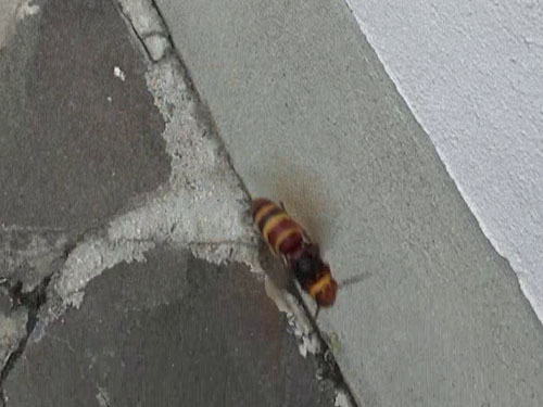 飛び回るヒメスズメバチの女王蜂（会津若松市）