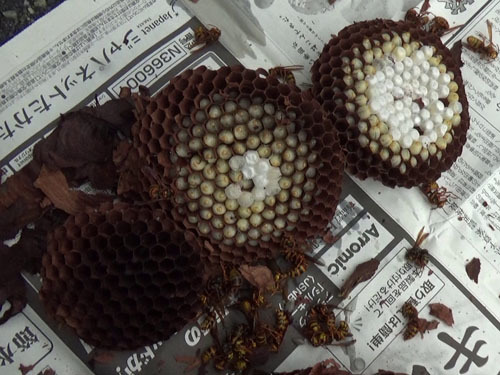 田村市で１階の軒下のキイロスズメバチの巣を解体