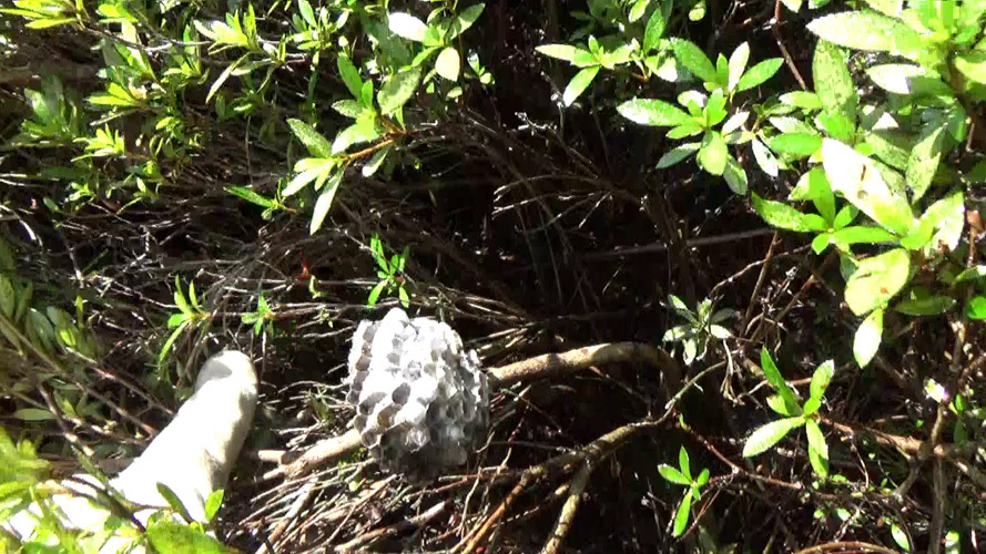 アシナガバチの見えなかった巣を生垣の中に発見（本宮市新井田）