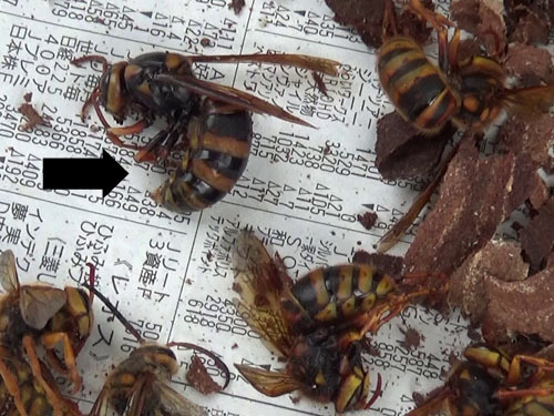 駆除したスズメバチの巣の女王蜂（矢吹町）