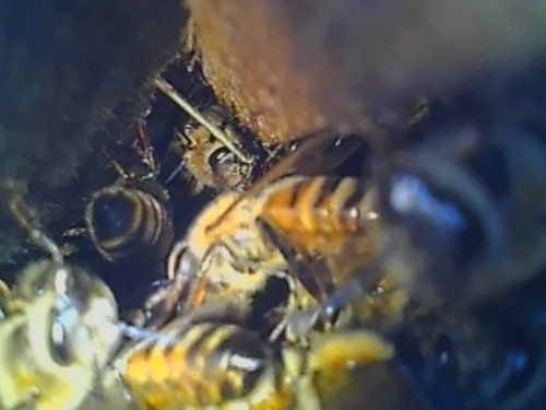 マイクロスコープで壁間のミツバチを観察（三春町）
