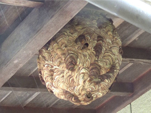 スズメバチの巣が集会場の玄関の真上に(小野町）