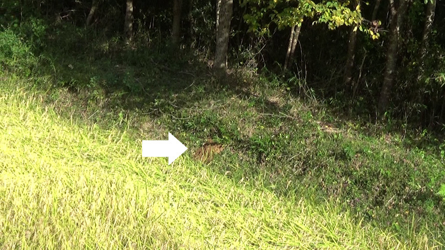 須賀川市でオオスズメバチ駆除の現場