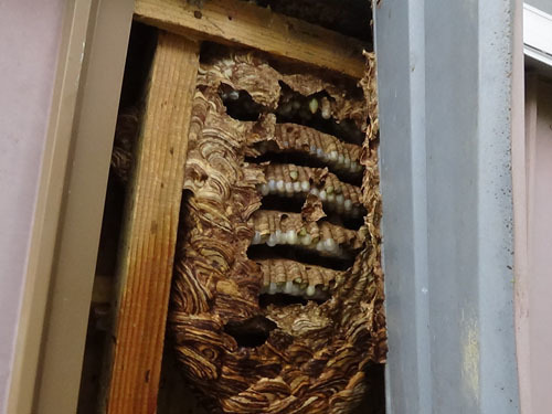 駆除したスズメバチの巣の全貌（田村市）