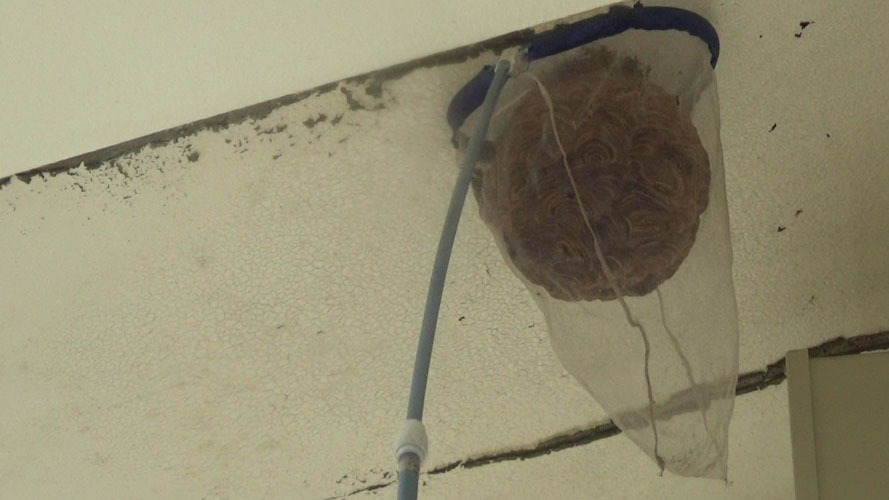 スズメバチの巣を捕虫ネットで撤去（郡山市）