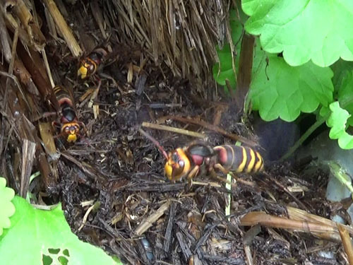 物置で段ボール箱中に作ったヒメスズメバチの巣(須賀川市)