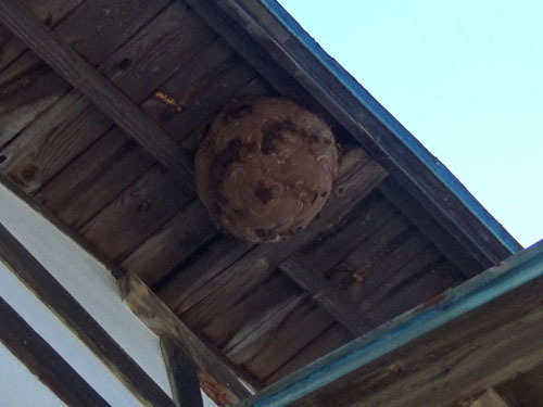 屋根が入り組む軒下にスズメバチの巣(二本松)