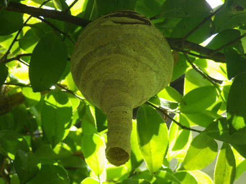 庭木に女王蜂が作った逆トックリ型の巣（郡山市）