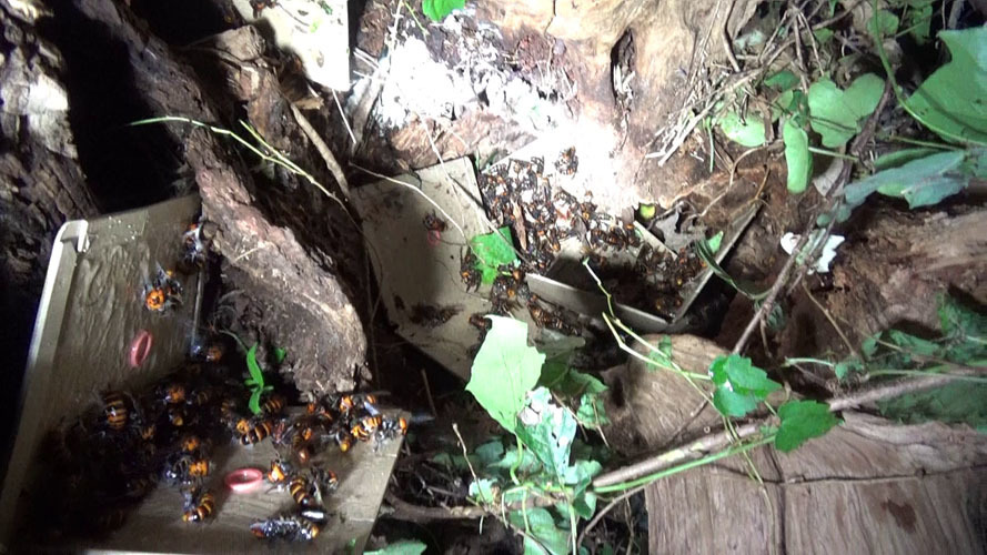 オオスズメバチを捕虫した粘着板（本宮市岩根）