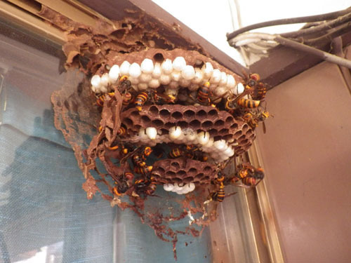 コガタスズメバチの巣の構造