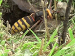 天栄村でスズメバチ駆除