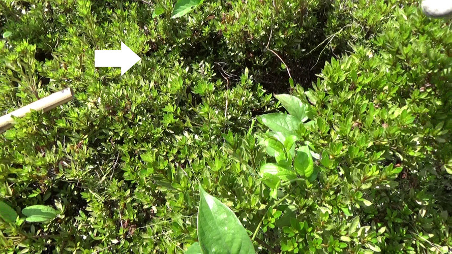 本宮市新井田の市営住宅のアシナガバチ駆除の現場