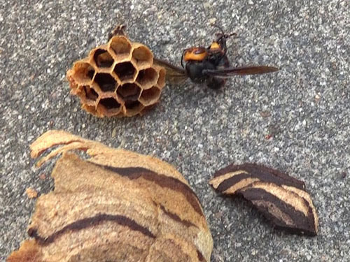 駆除したスズメバチの巣（福島市）